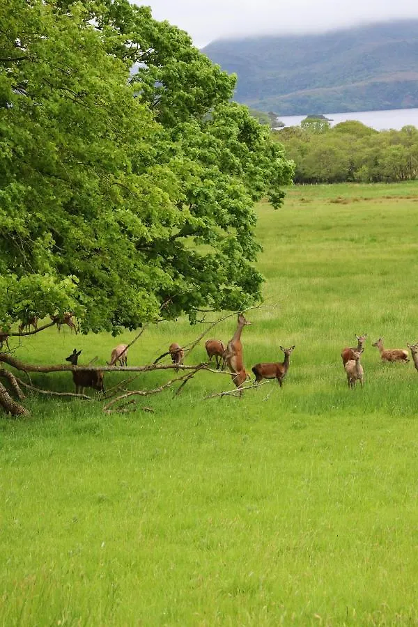 Mount Alohert House Killarney 0*,  İrlanda